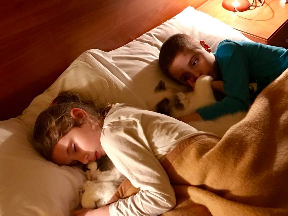 /images/Galeria/Cicák-gyerekek (Cats&Chirldren)/23231483_509975219370177_2934351446849452066_n.jpg